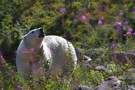 Polar bear
